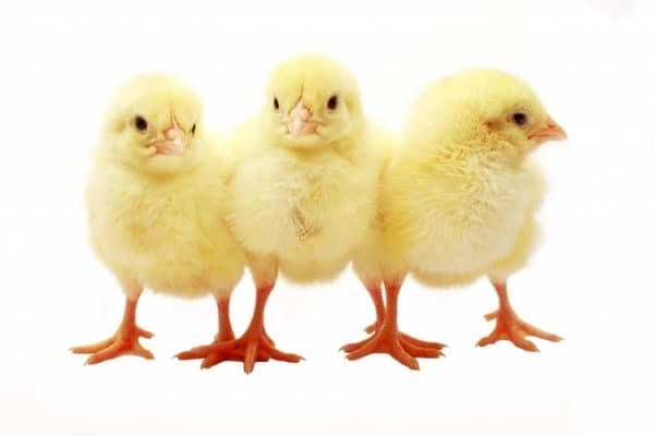 Opnunartími yfir páskana