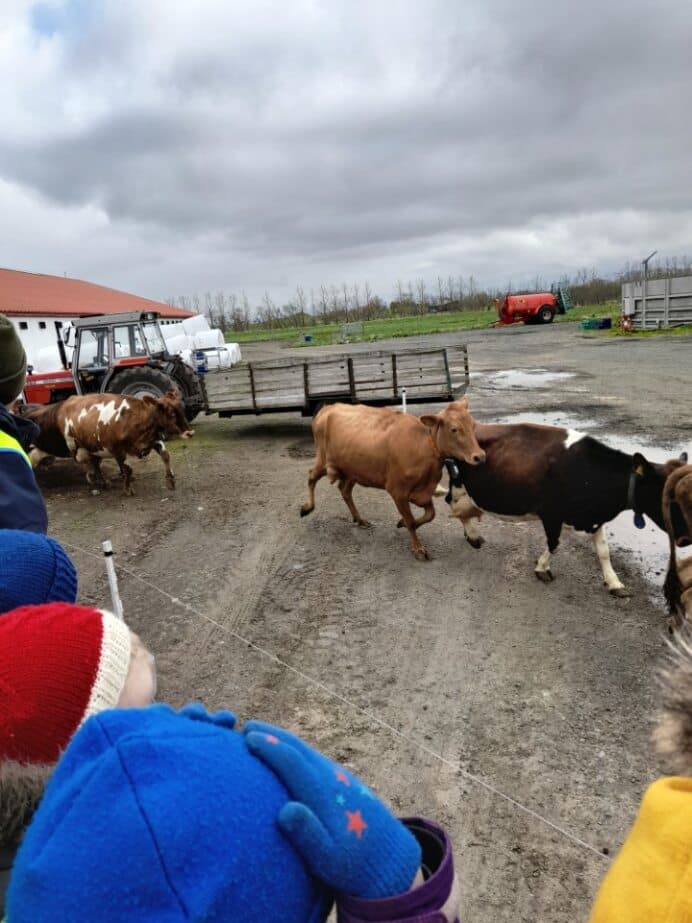 Kúnum hleypt út á Hvanneyri